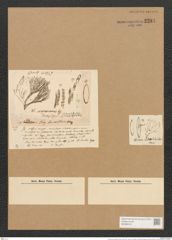 Schizonema scoparium Kuetz. (de-Toni-Nr.: Genus 20, Species 1188) Zeichnungen Sammlung Grunow Nr. 2294 (NHMW-BOT-W0369415)